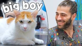 Dev Kedi̇ Çok Uslu Kediler Kan Paraziti Nedir?