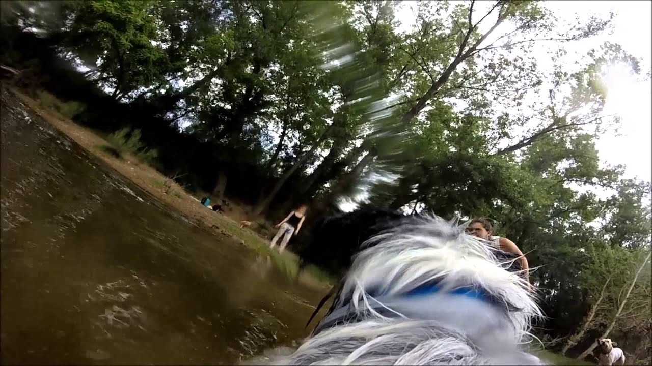 Indi Border Collie 2 ans #Gopro in water #