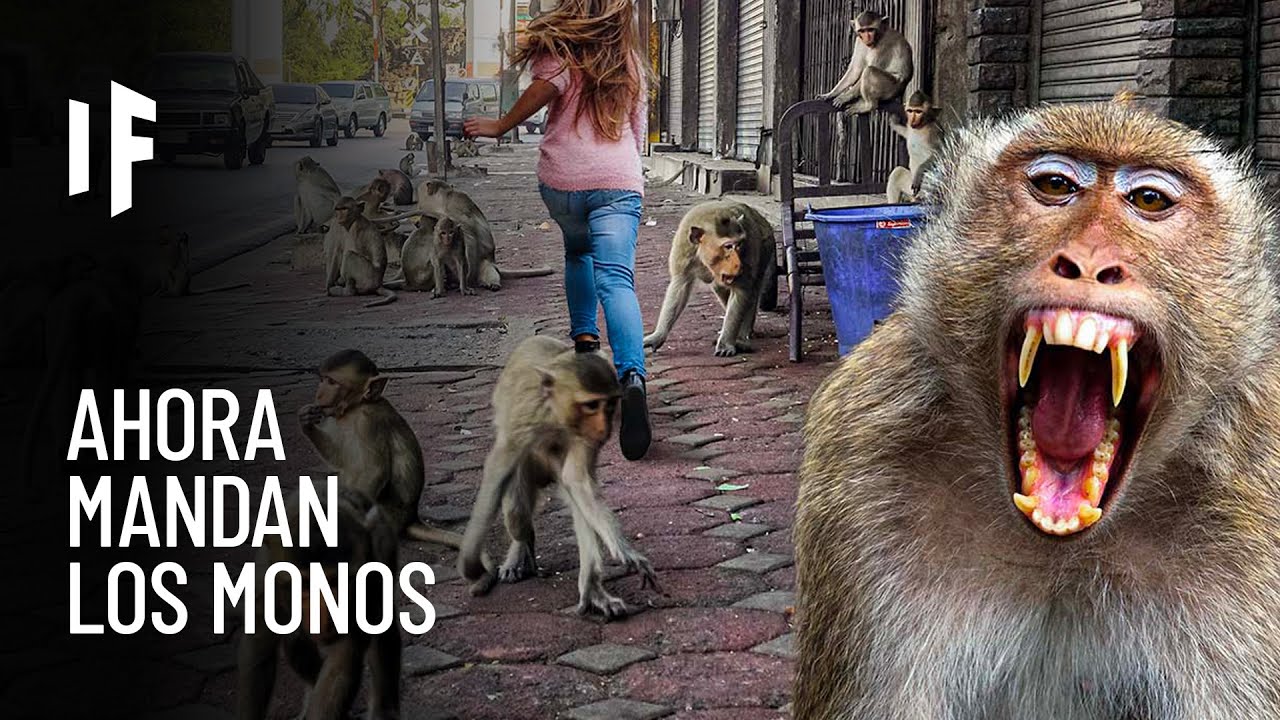 ¿Qué pasaría si los monos se apoderaran del mundo? - YouTube