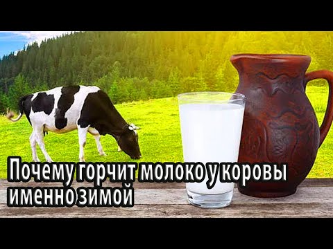 Почему горчит молоко у коровы именно зимой