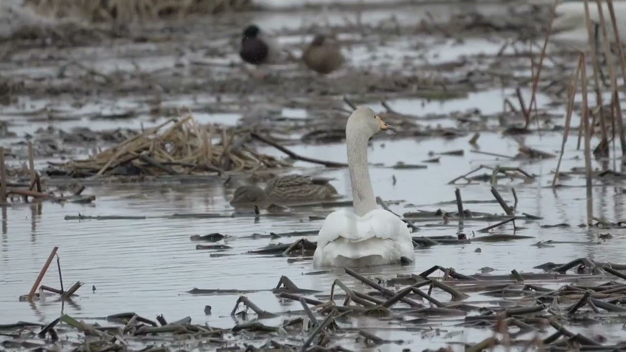 Hyoko Weekly 2026 02 11