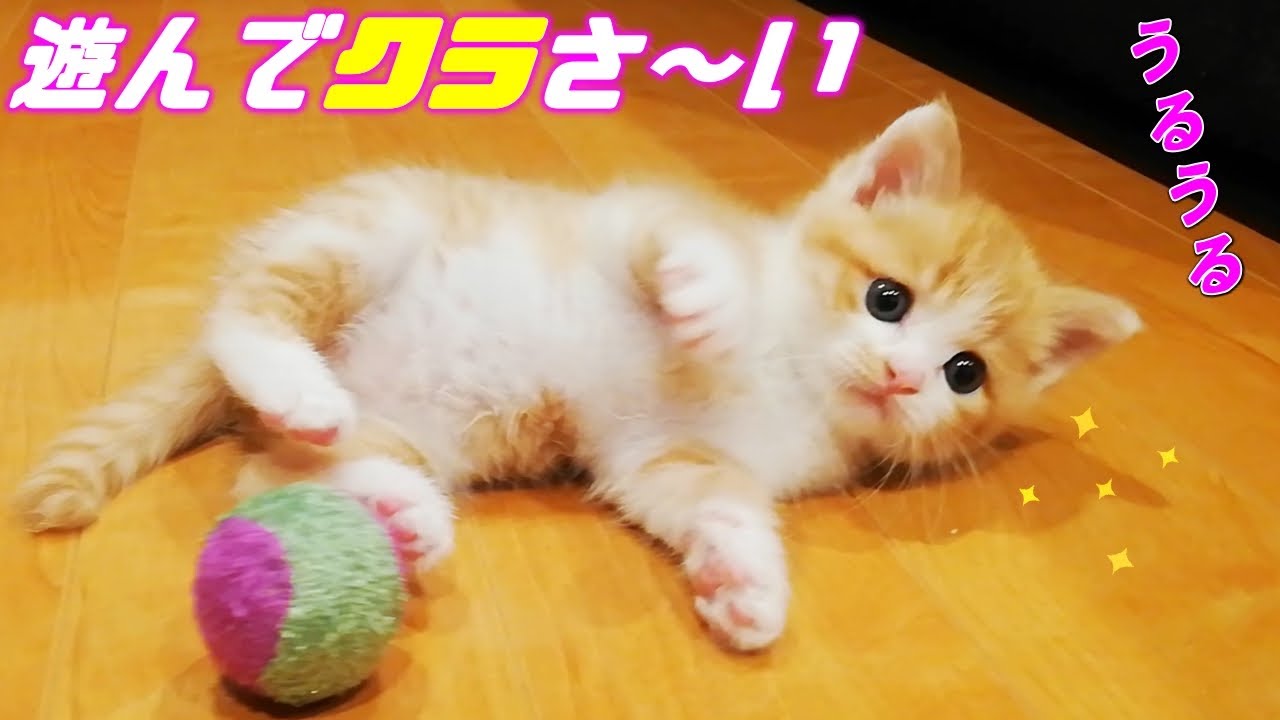 茶トラ子猫]生まれたての子猫が無邪気に遊ぶ姿に癒されます…♡（再編集