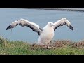 A Series of Wing-stretches For the #RoyalCam Albatross Chick | July 21, 2025