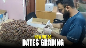 Explore the authentic taste of Madinah’s finest dates at Al-Ajwa Store | Dates Grading