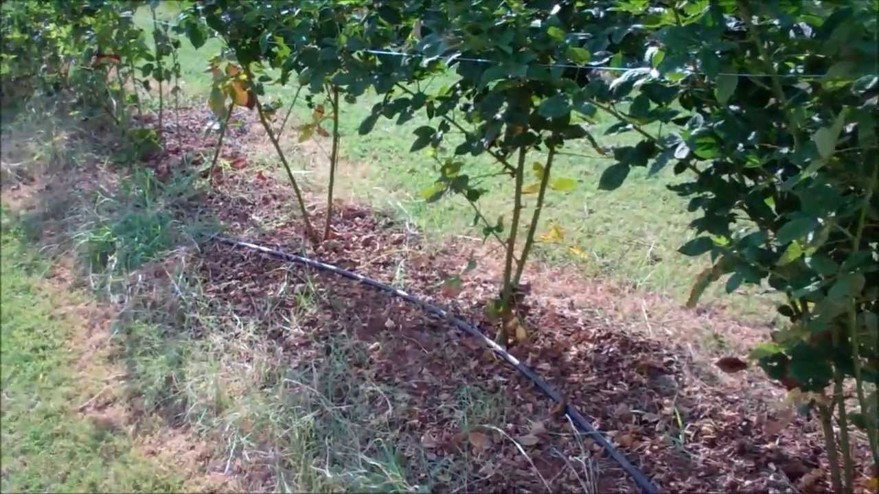 Raising Blackberries For Fun and Profit YouTube