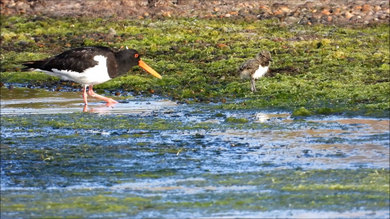 Oystercatcher feeding chick
