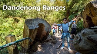 1000 STEPS Dandenong Ranges | Melbourne
