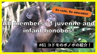 【Eng sub】So cute, so adorable! All members of juvenile and infant bonobos.