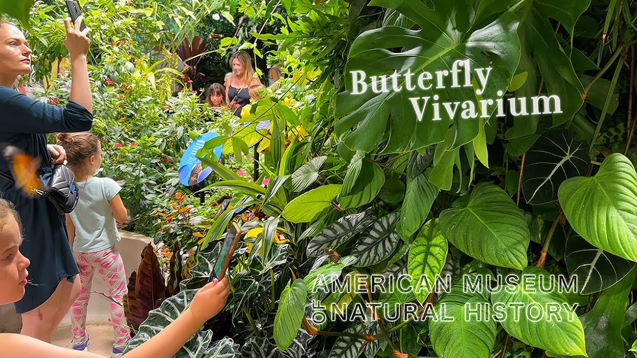 New York【Davis Family Butterfly Vivarium (1,000 of them !) AMERICAN