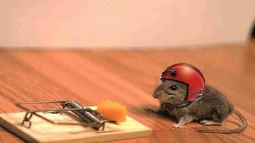 Cách diệt chuột an toàn hiệu quả nhất