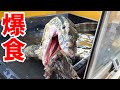 2.3mのオオトカゲの食欲が爆発して1番危ないです、笑