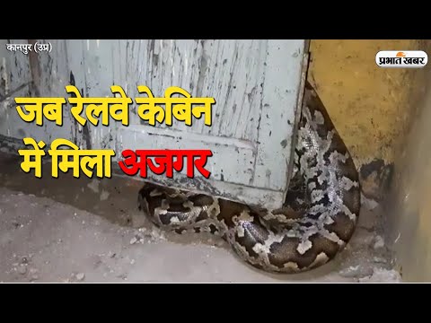 UP News: Kanpur के Railway Cabin में मिला Python, लोग बने रहे तमाशबीन | Prabhat Khabar