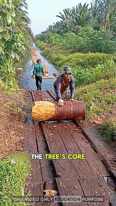 they’re actually logs cut from entire palm trees: #tree #viralvideo
