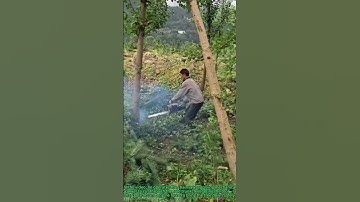 Tree Cutting: Worker Uses Chainsaw to Fell Trees Efficiently – Forestry Practice!