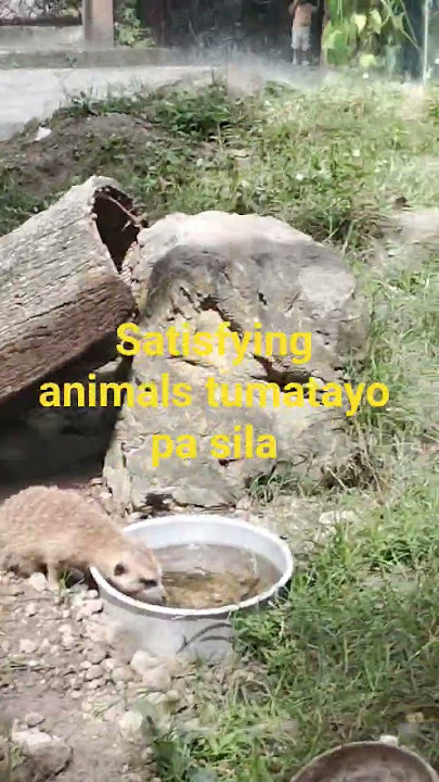 satisfying animals tumatayo pa sila tatlo #shortvideo