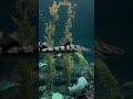 Relaxing aquarium with piano music #relaxingmusic #relaxing #relax #aquarium #travel #nature