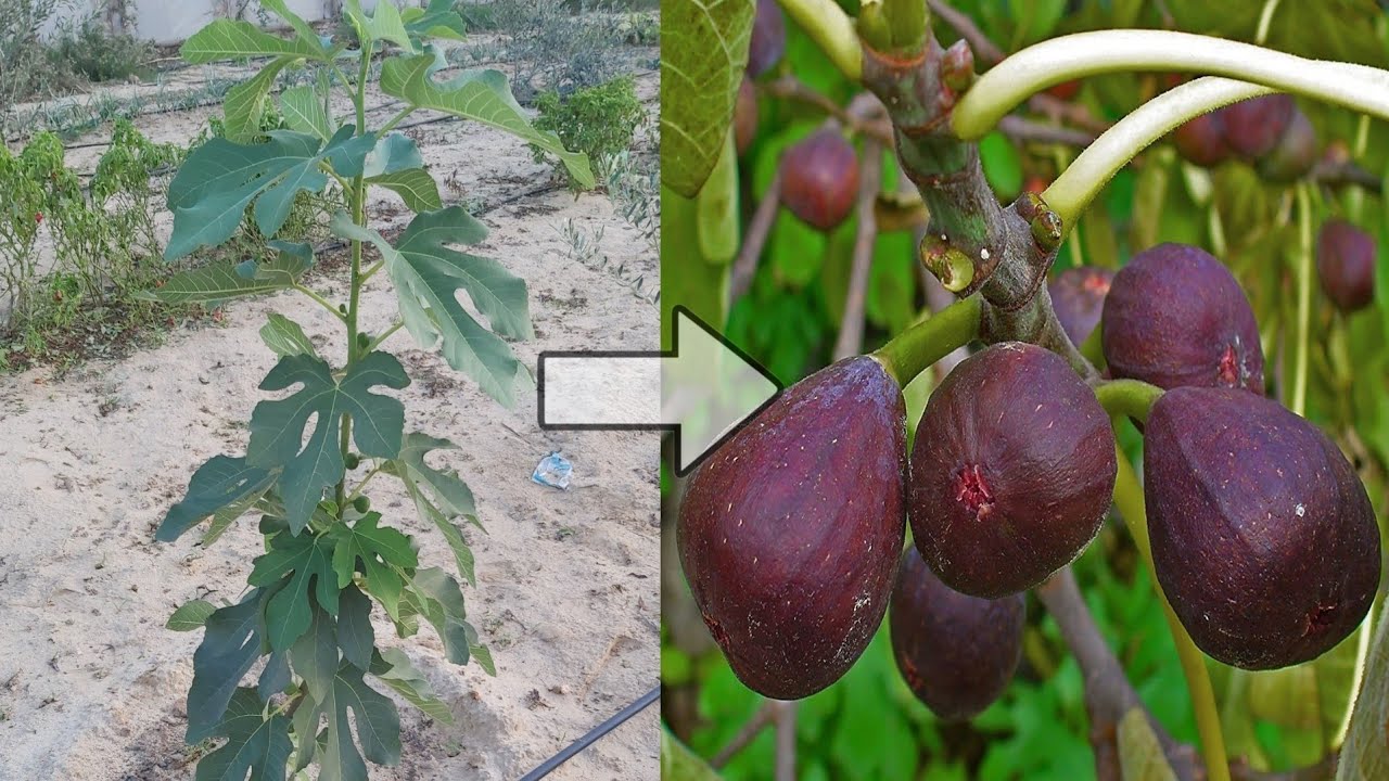 طريقة سهلة لنمو شجرة التين  بشكل مذهل في  فترة قصيرة جدا