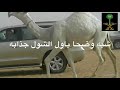 شبه وضحا باول الشول جذابه