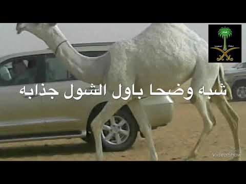 شبه وضحا باول الشول جذابه