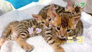 生後2ヶ月のヤンチャしだしたばかりのベンガル三兄弟