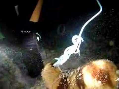 Sea Cucumber expelling its intestines - YouTube