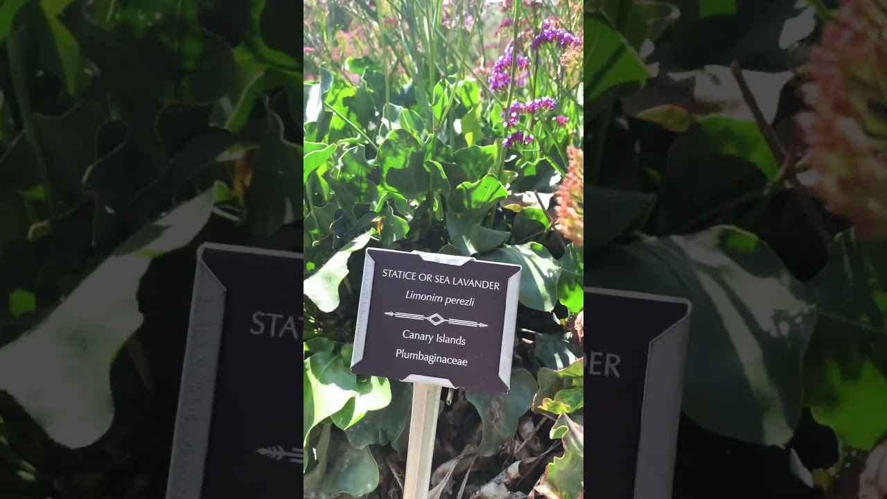 Sea Lavender - statice