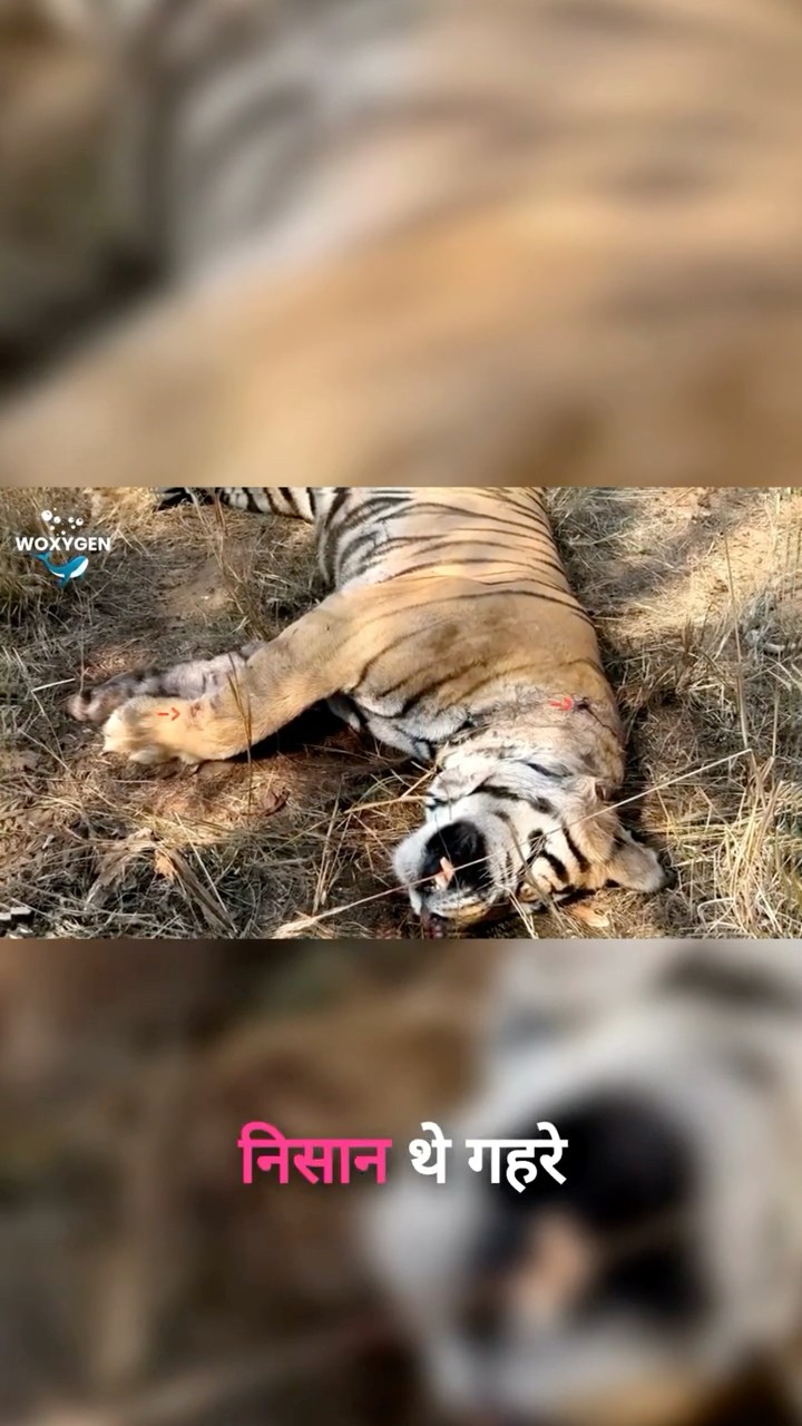Guards Heard the Roars—What They Found Next Shocked Them #love #shorts