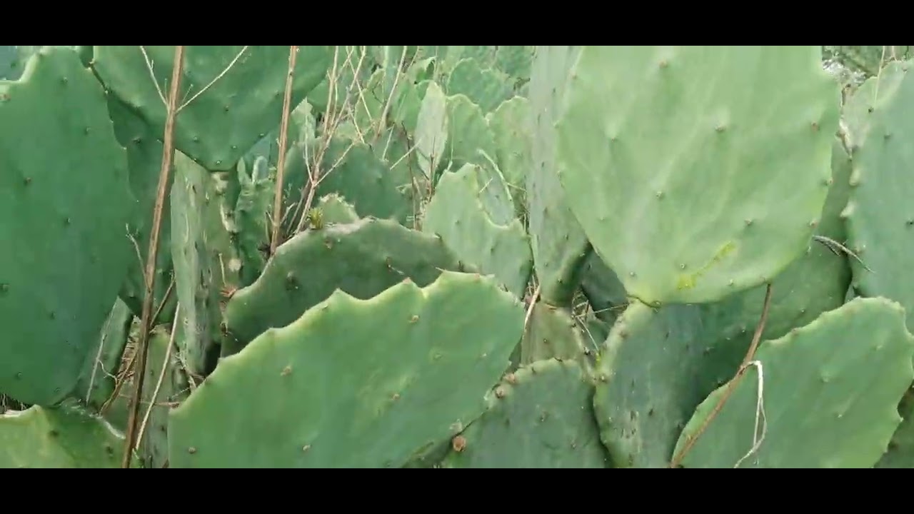 21 de fevereiro de 2026