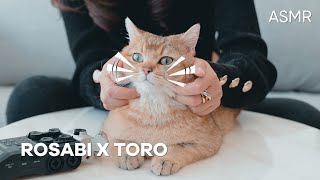 ASMR CAT : ลูบพี่เหมียวให้หน้าฟิน ทาสครับเกาคางผมหน่อย 🐱🌸