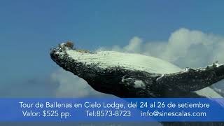Tour de Ballenas en Cielo Lodge