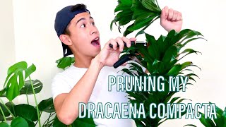 4 STEP HOW TO: Prune and Propagate a Dracaena Compacta  Plant (Janet Craig Plant)