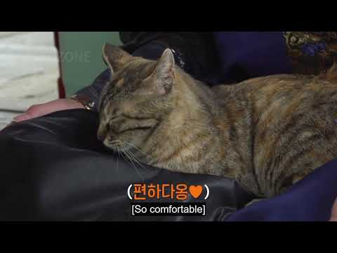 Taehyung's love for cats | Bangtan Village Mukbang