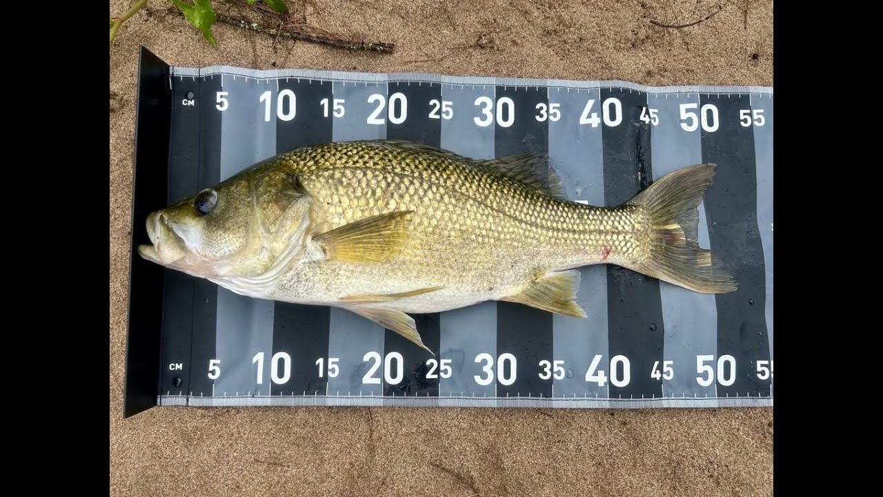 There's big Bass in the Nepean system
