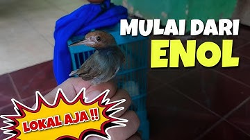 PEMULA WAJIB PAHAM ‼️ CARA MERAWAT BURUNG PRENJAK BAHAN AGAR CEPAT GACOR