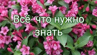 ЧТО ПОСАДИТЬ НА ДАЧЕ? ЦВЕТУЩИЕ КУСТАРНИКИ.