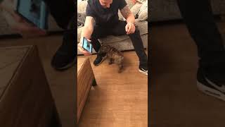 English Bull Terrier Puppy