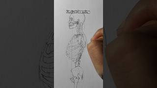 Mastering Skeleton Anatomy From The Side shorts