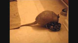 Dillan armadillo and Cat are best buds