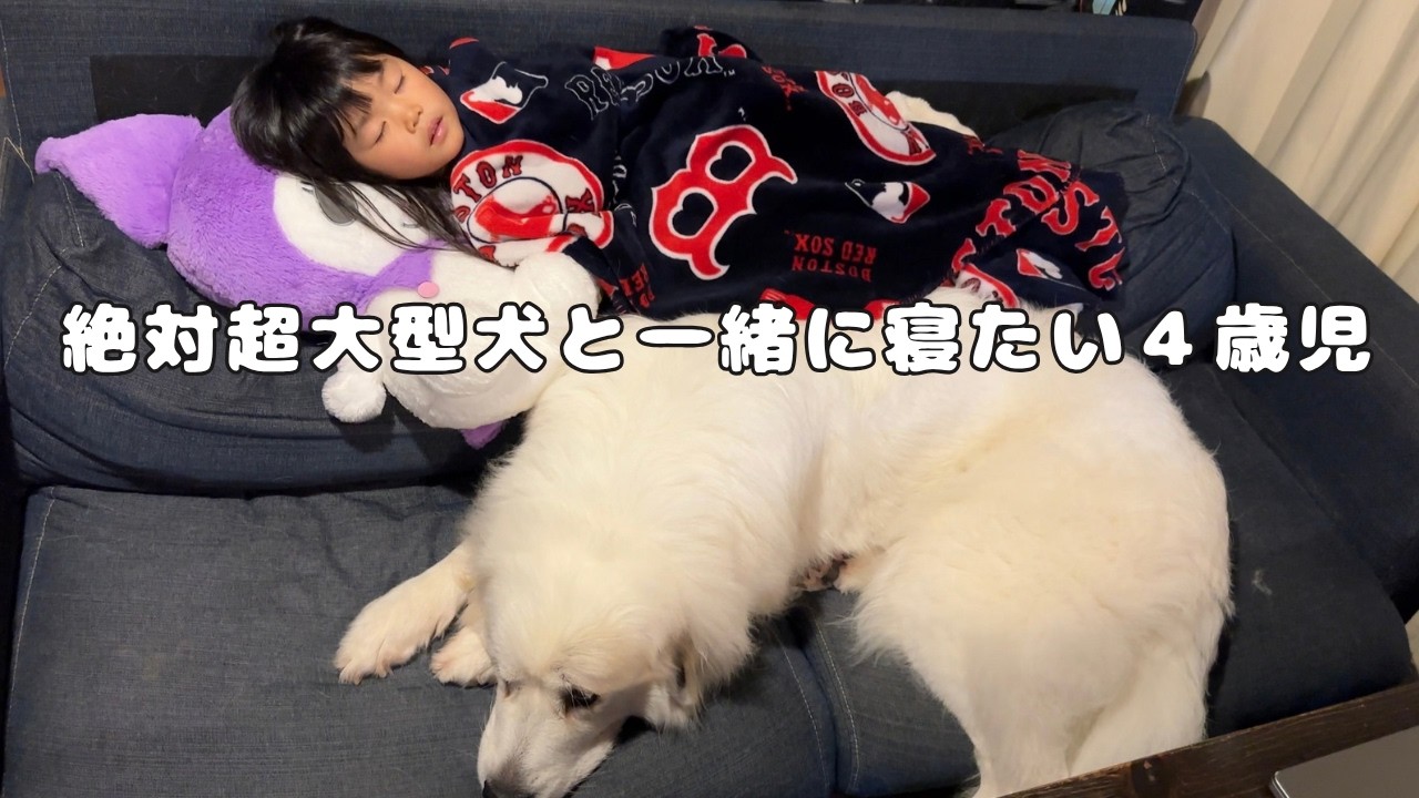 溺愛】超大型犬とどうしても一緒に寝たい4歳児がとった行動が可愛