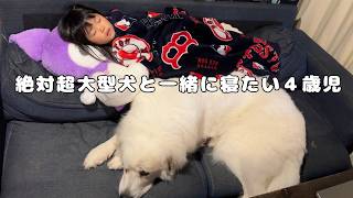 【溺愛】超大型犬とどうしても一緒に寝たい4歳児がとった行動が可愛すぎる…♡|グレートピレニーズ&オールドイングリッシュシープドッグ&トイプードル