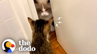 Foster Cat Who Hissed At Other Cats Was Just Hiding A Big Secret | The Dodo