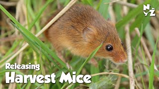 Harvest Mice released into wilds of Northumberland