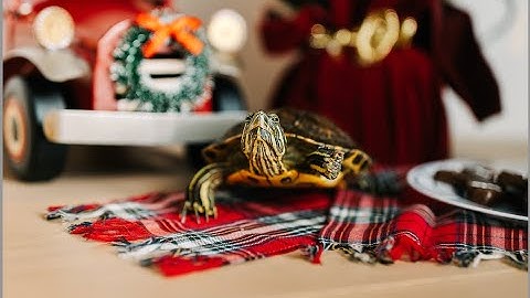Python Turtle Tutorial: Drawing a Festive Christmas Tree 🎄🐢