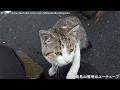 [城南島のニャンコたち] Various lovely cats in Jonanjima with Sony FDR-AX60 [March 20, 2026]