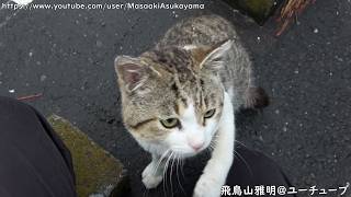 [城南島のニャンコたち] Various lovely cats in Jonanjima with Sony FDR-AX60 [March 20, 2026]