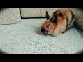 Кролик нападает на человека😮🤔🙂🥰