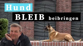 Hund Bleib beibringen  So bleibt dein Hund zuverlässig liegen