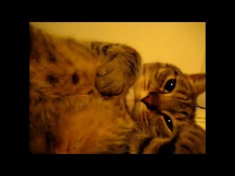 cat แปลว่า Another cute purring cat video