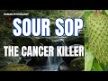 Sour Sop: The Cancer Killer! Unveiling Graviola's Anticancer Secrets