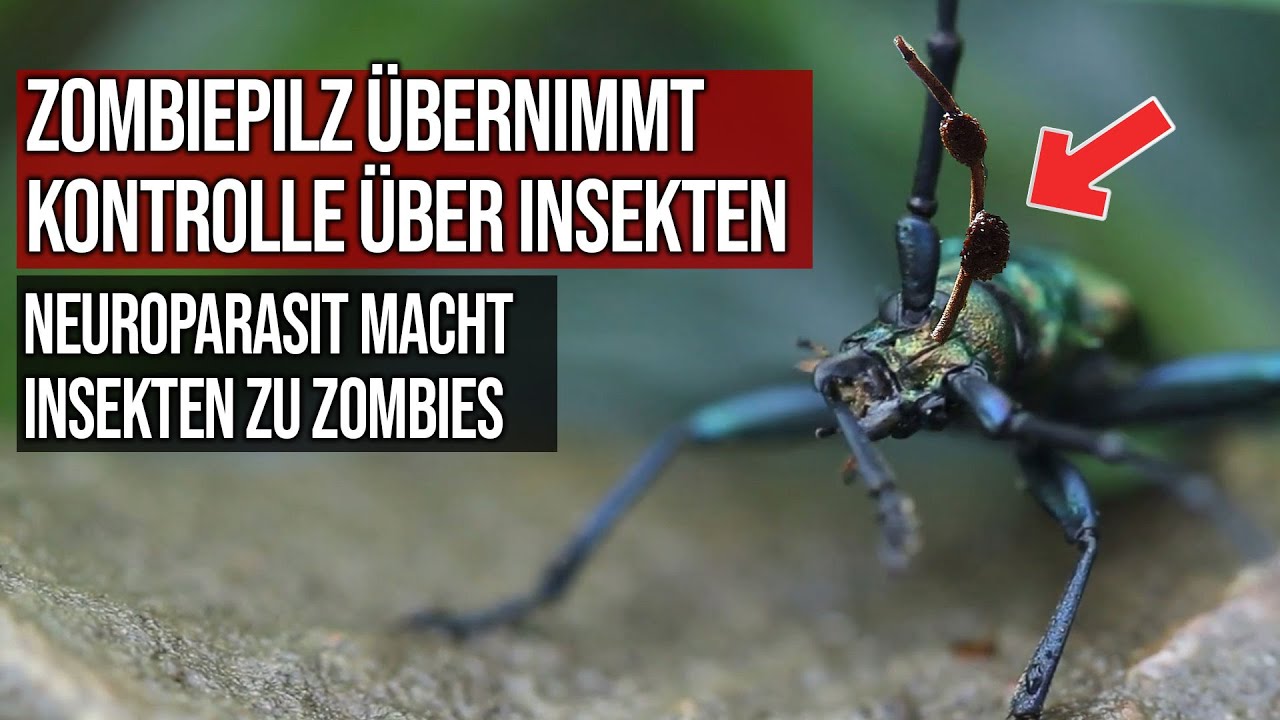 ⁣Zombiepilz übernimmt Kontrolle über Insekten - Neuroparasit macht Insekten zu Zombies